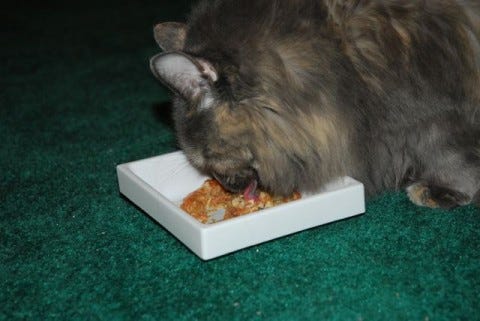 Aria_Raw Cats Eating Too Fast Aria_Raw Cats Eating Too Fast