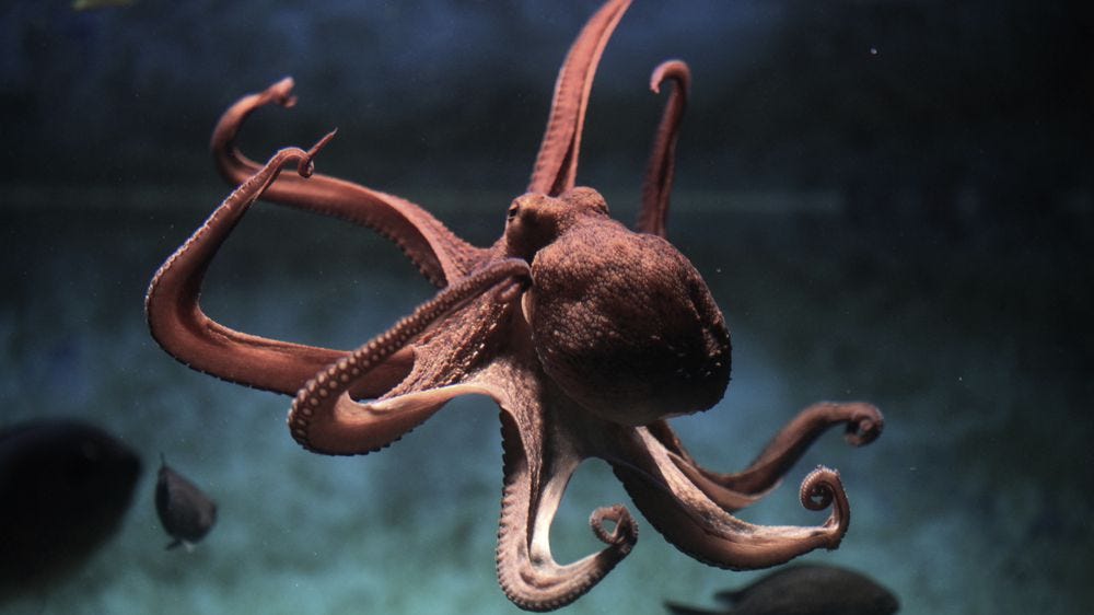 What Does It Feel Like to Be an Octopus?