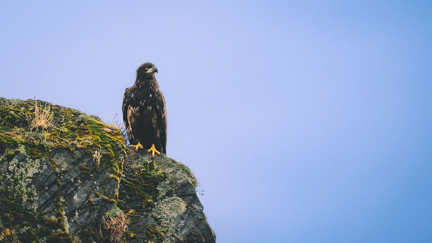 A juvenile Bald Eagle at Lowell Point.
