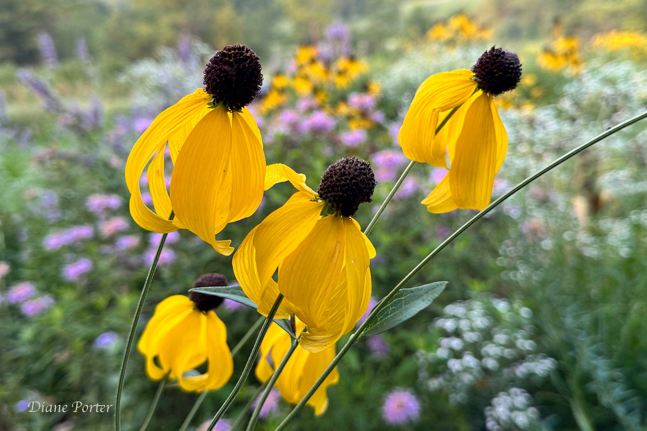 Gray-headed Coneflower - by Diane Porter - My Gaia