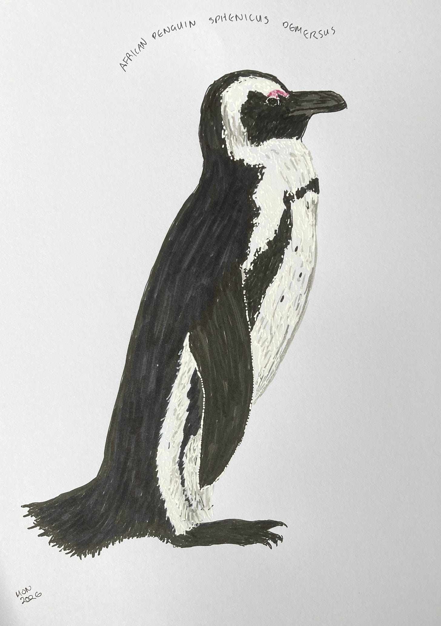 A felt pen drawing of a penguin with a pink patch between eye and beak, a white stripe on the head and some black markings on the belly A felt pen drawing of a penguin with a pink patch between eye and beak, a white stripe on the head and some black markings on the belly