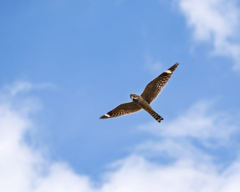 20260615-mby-1046-Edit.jpg