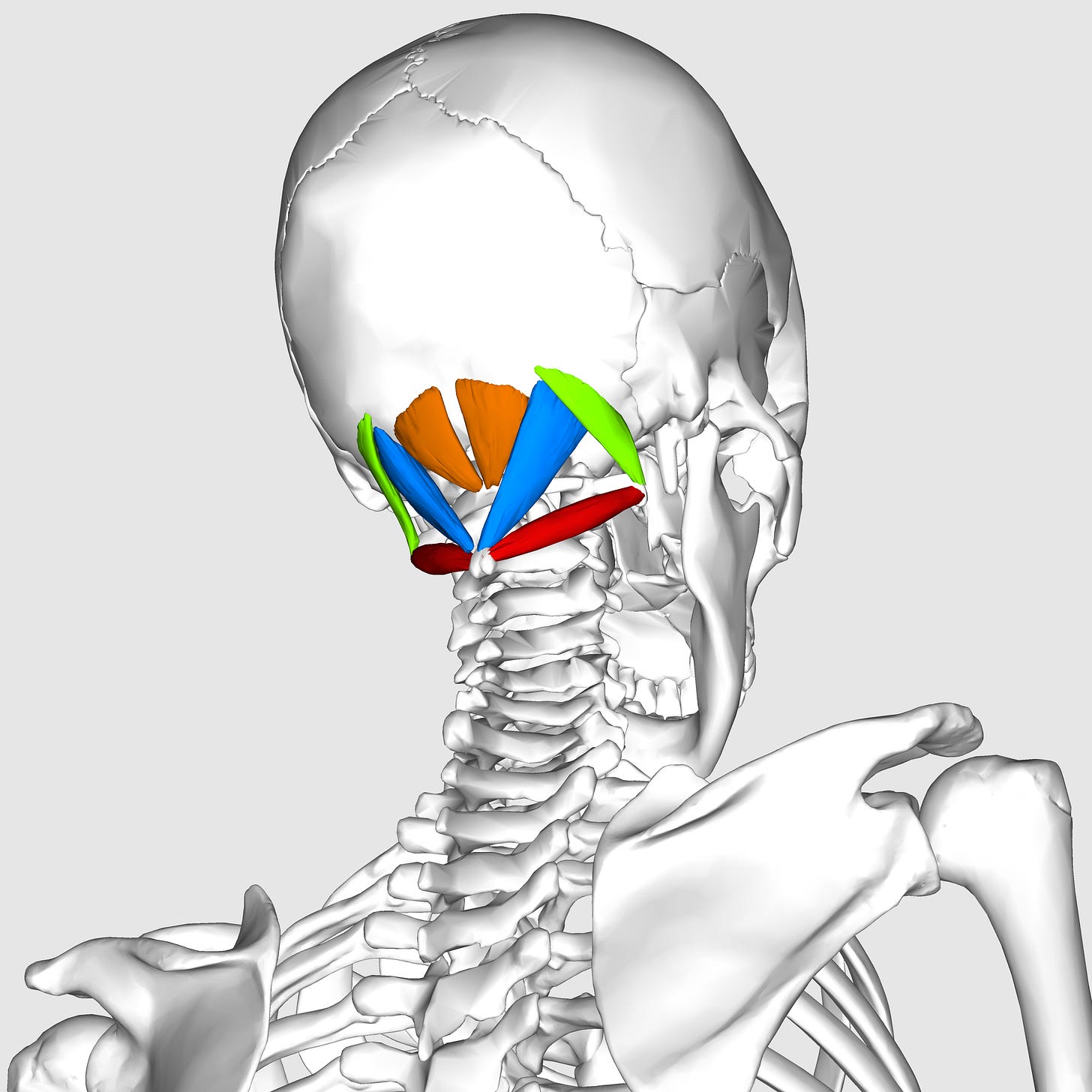 Suboccipital muscles - Wikipedia Suboccipital muscles - Wikipedia