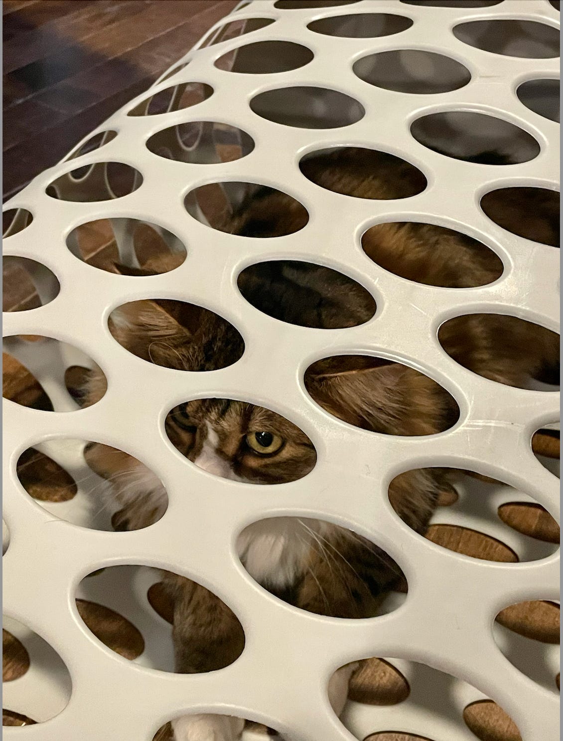 plastic mesh laundry basket tube on its side; holes are pretty large. calico cat inside; most of him is hard to see except one green eye at one hold plastic mesh laundry basket tube on its side; holes are pretty large. calico cat inside; most of him is hard to see except one green eye at one hold