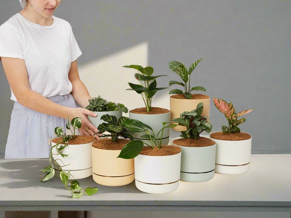 Mr Kitly 8 X Indoor Plant Pots + 8 X Plants Bundle | Buy Online Aus Mr Kitly 8 X Indoor Plant Pots + 8 X Plants Bundle | Buy Online Aus