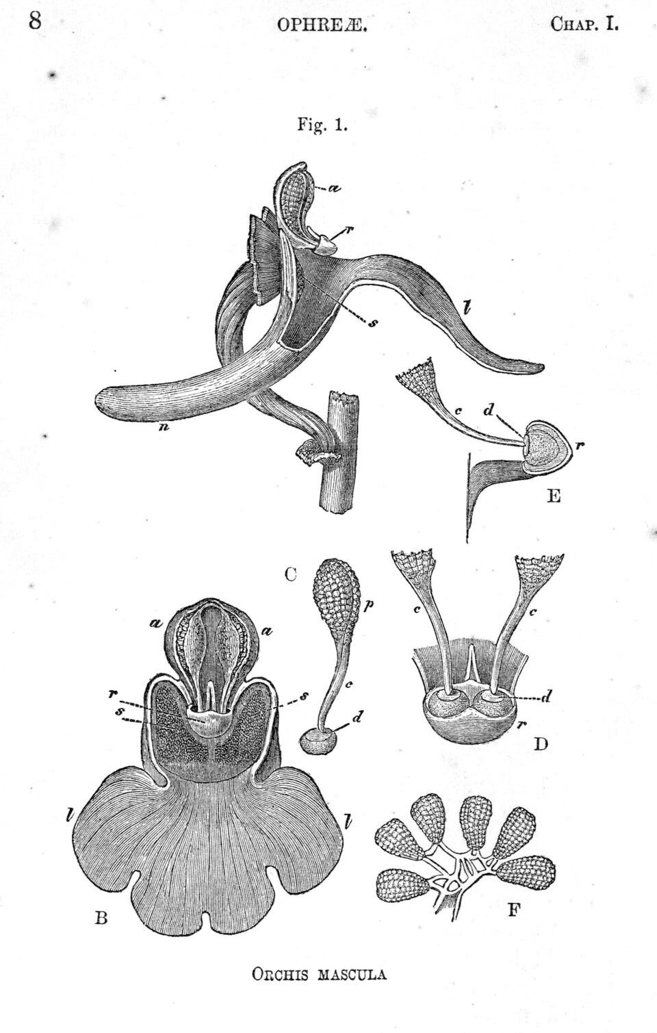 Orchid anatomy, from Darwin's Fertilisation of Orchids (1862)