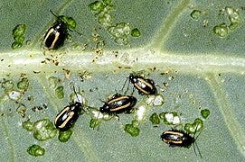 File:Phyllotreta.vittula.jpg File:Phyllotreta.vittula.jpg