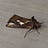 Moth Report