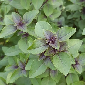 Holy Basil