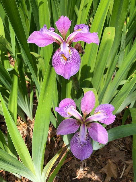 flowers frm the birmingham botanical gardens