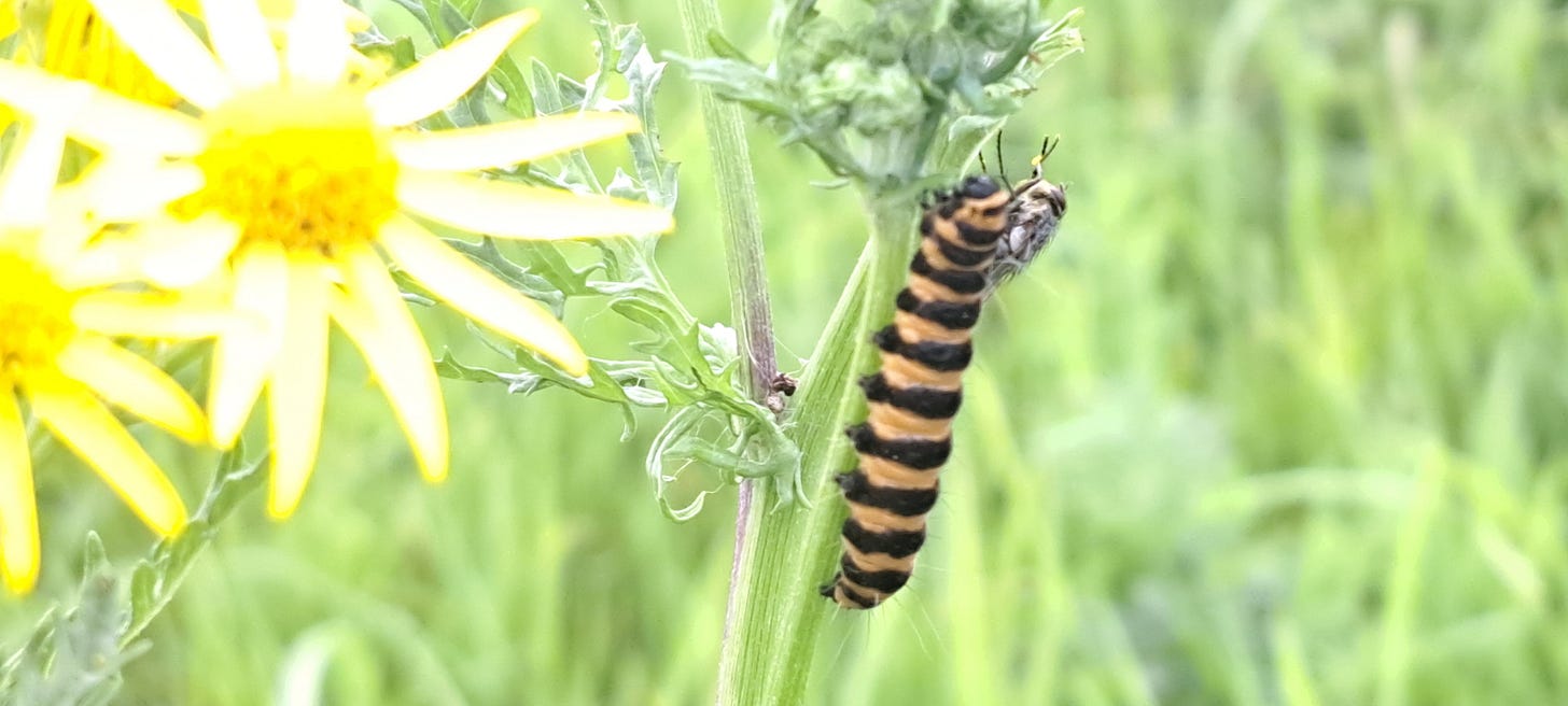 black and yellow banded caterpillar crawling up a flower stem