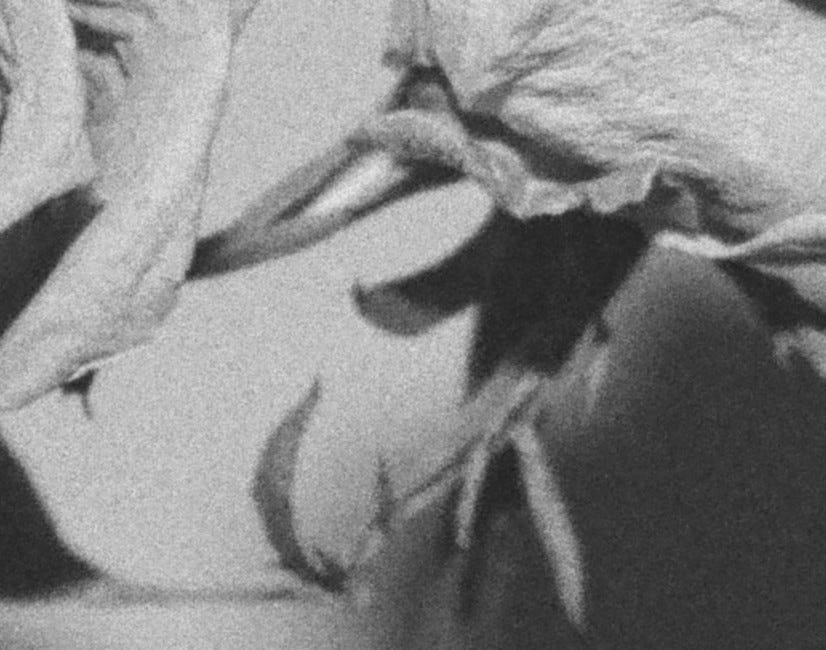 Posies For My Sweet No. 8