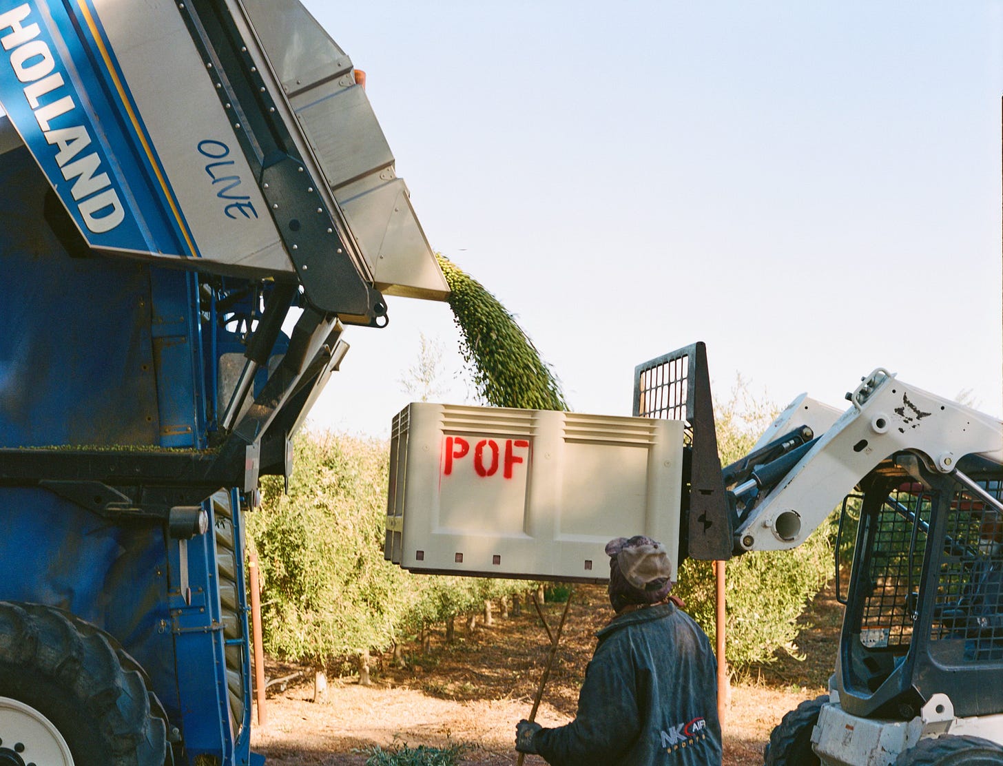 Olives being transferred from the harvester to a half-ton bin