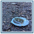 If You Were a Raindrop