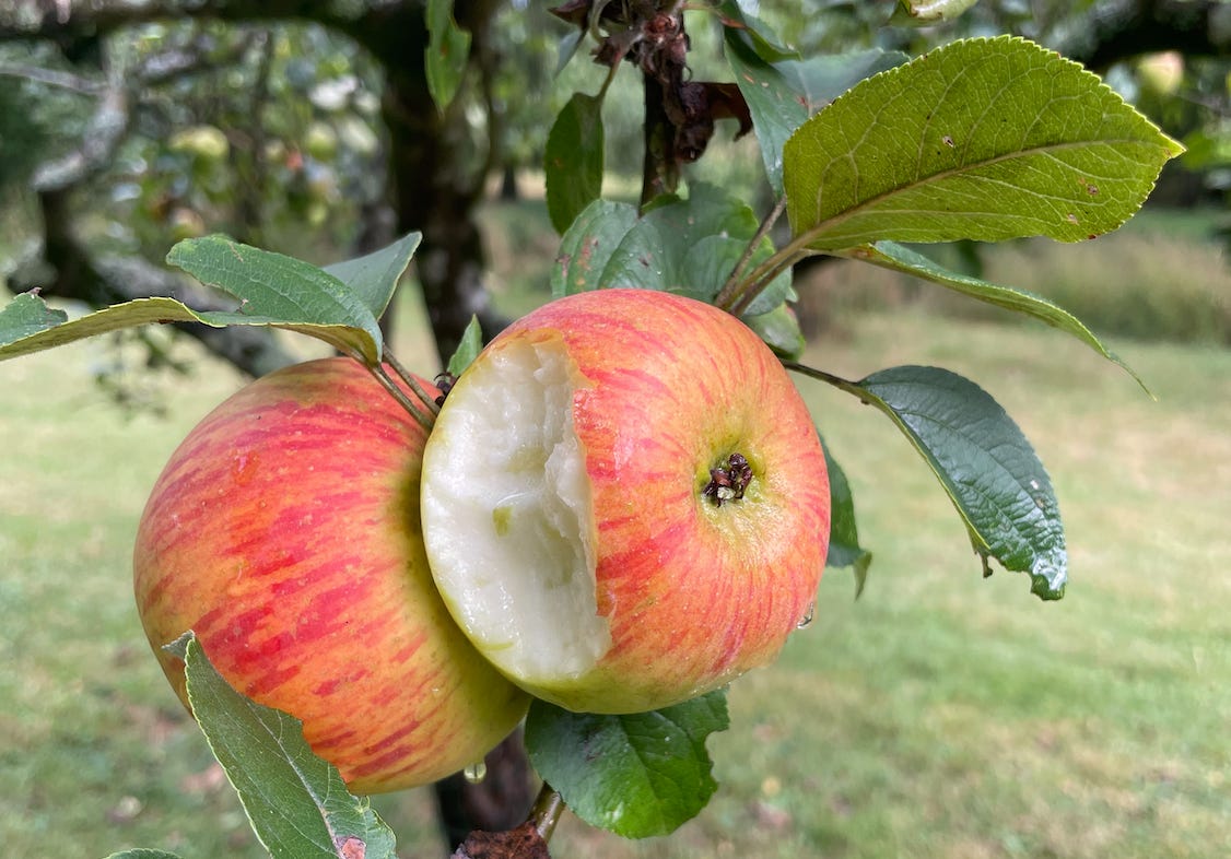 The History of Apples - by Claire Dinhut - CondimentClaire