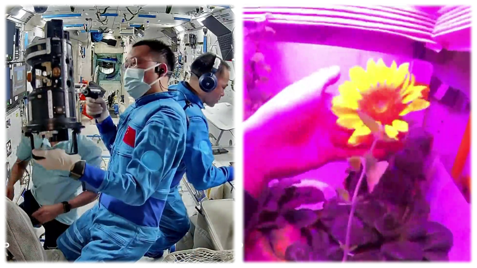 Zhang Hongzhang works on taking apart a piece of the physics experiment cabinet (left) while one of his crewmates inspects plants being grown onboard Tiangong (right).
