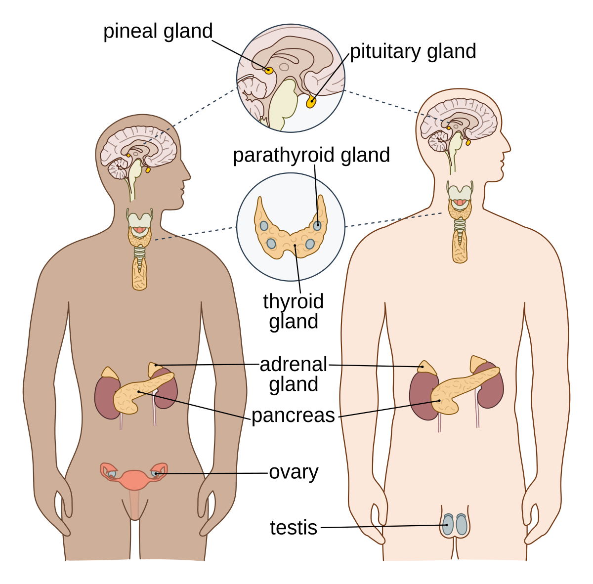Endocrine system - Wikipedia
