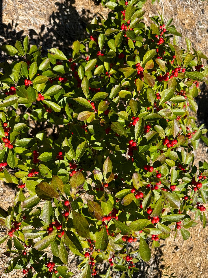 Flowers and berries in my fall garden