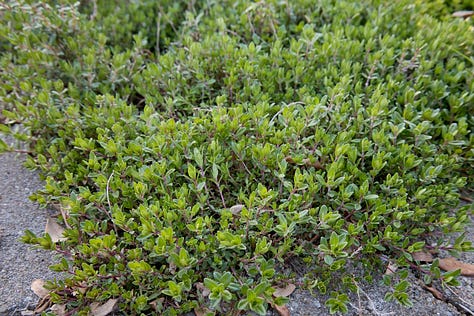 various varieties of thyme plants, coming up in the garden in the spring