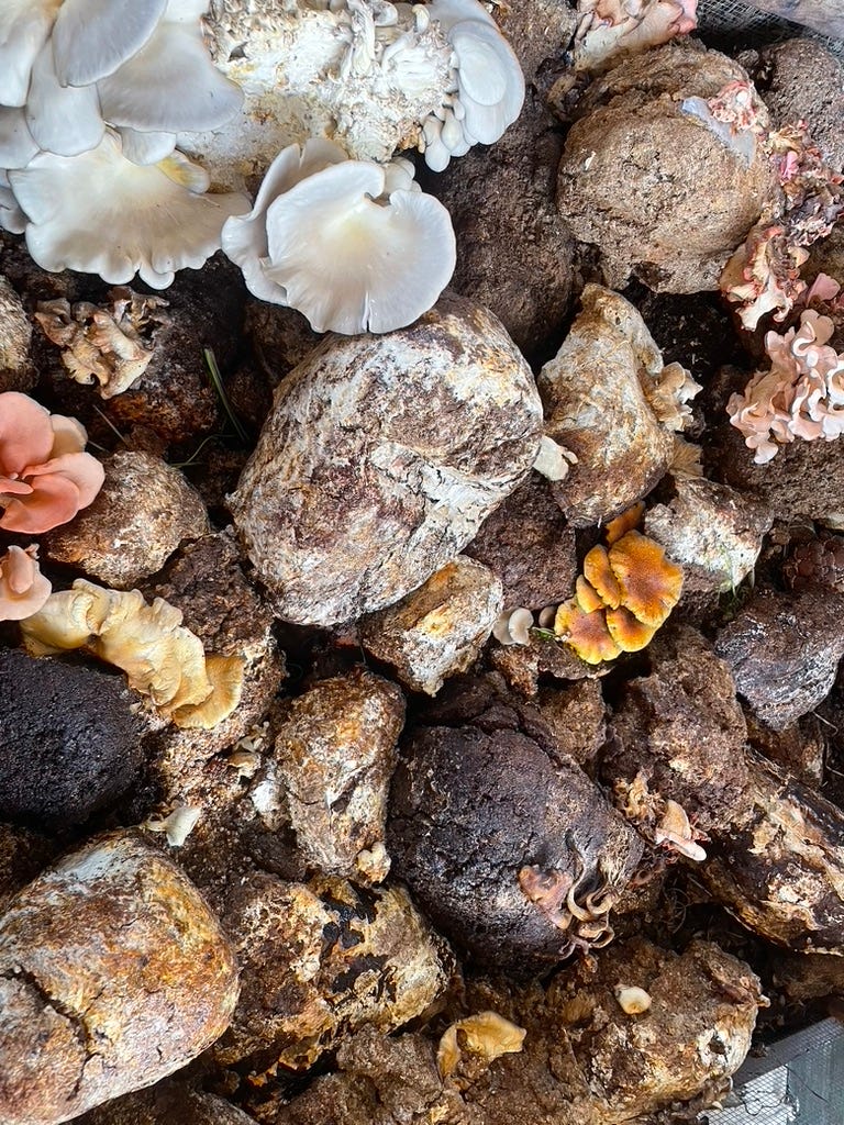 The Magic of Mushrooms - by Janek Schaller