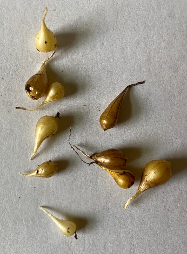 Two photos of wild hyacinth (Camassia scilloides) bulbs. First image shows dormant bulbs. Second image shows bulbs with approximately 10cm of leafy growth, along with roots.