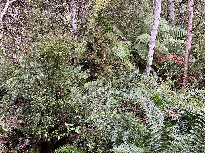 Tasmanian Mountain forest with large tree ferns and a mixed understory. Very green