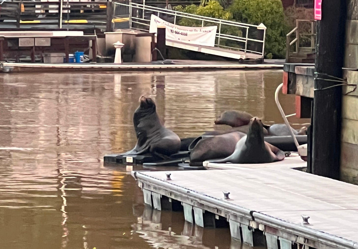 A family of seals sun themselves on the pier of a working harbor