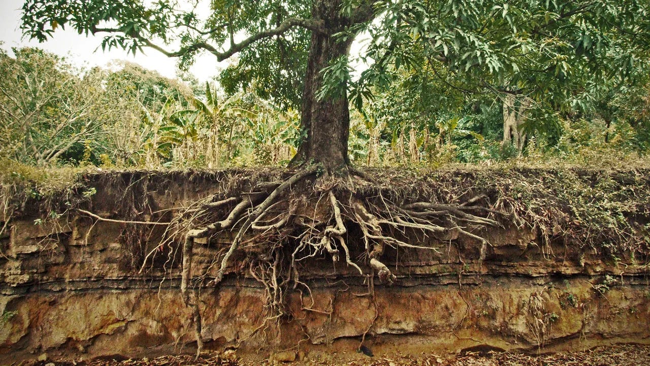 Tree Roots: Common Problems with Root Systems | The Tree Center™ Tree Roots: Common Problems with Root Systems | The Tree Center™