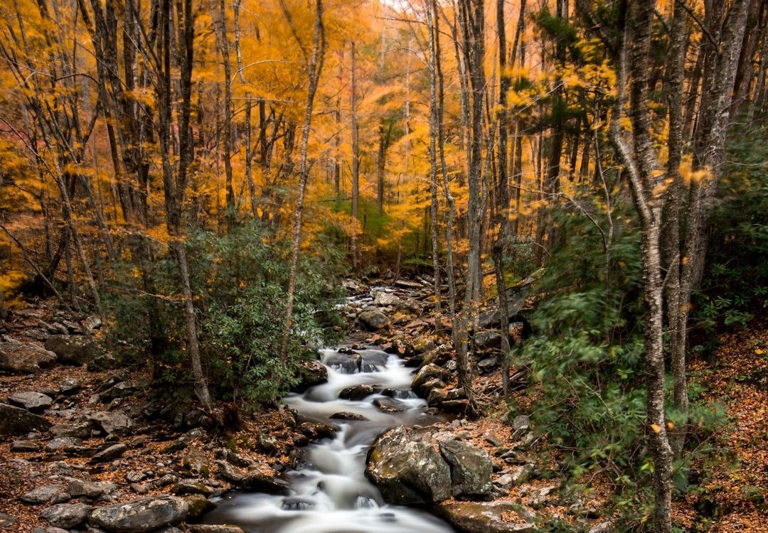time-lapse photo of body of water surrounded by trees time-lapse photo of body of water surrounded by trees