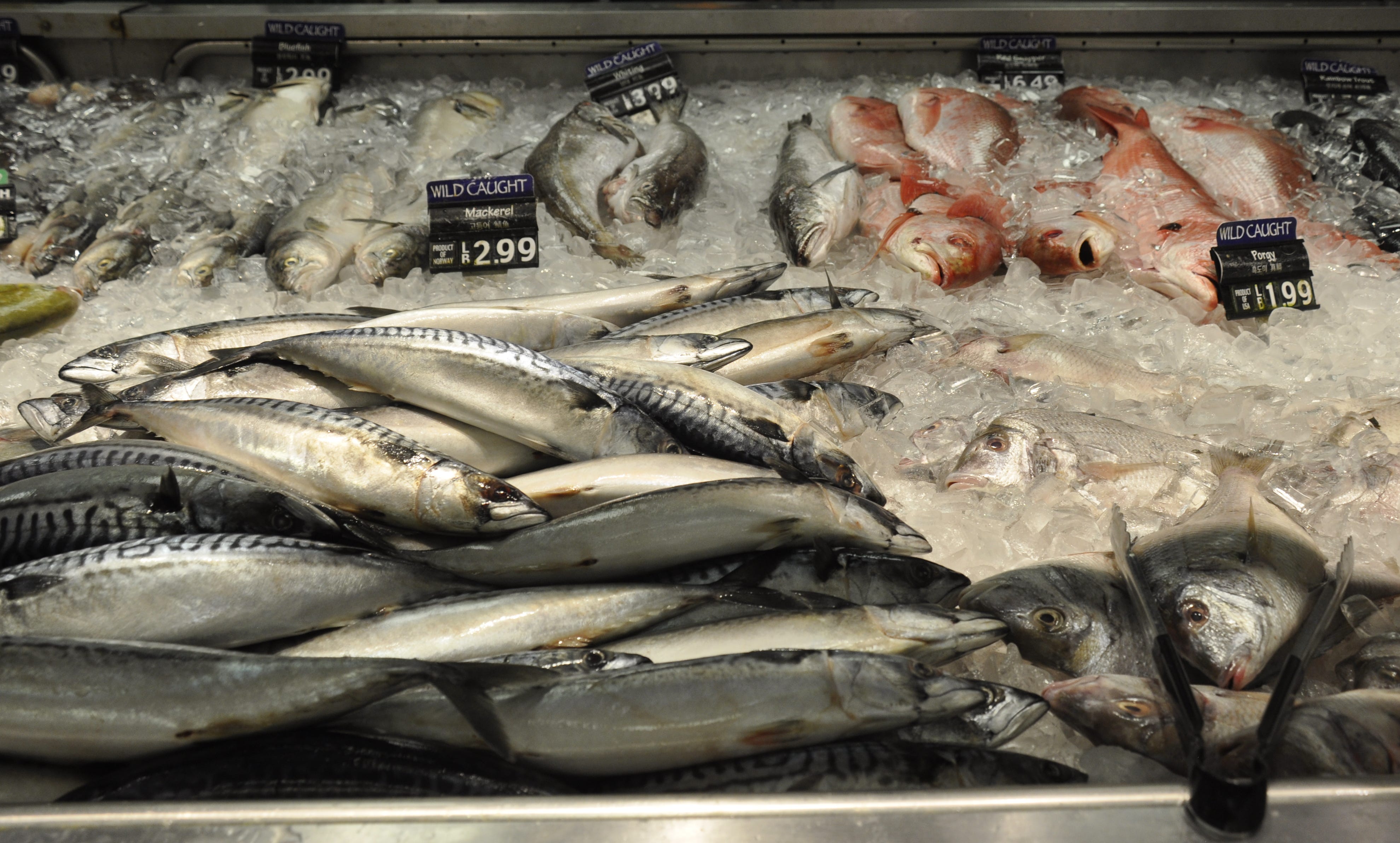 Gastrodome: F is for Fish - by Timothy Burke