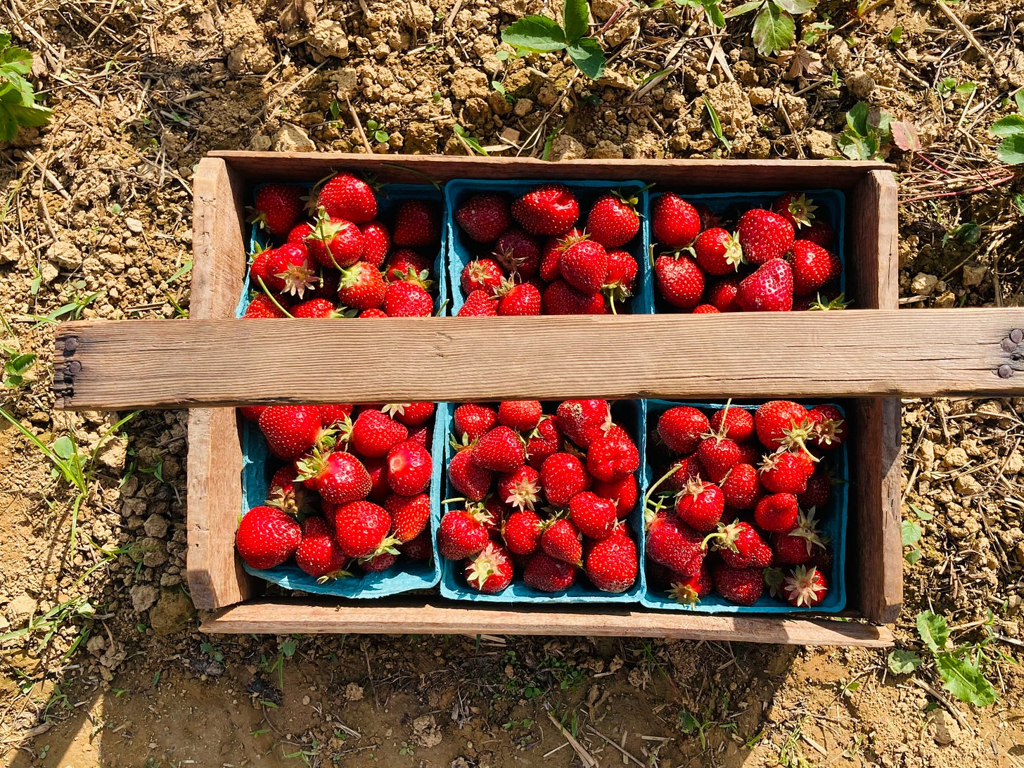 strawberries picked on a farm