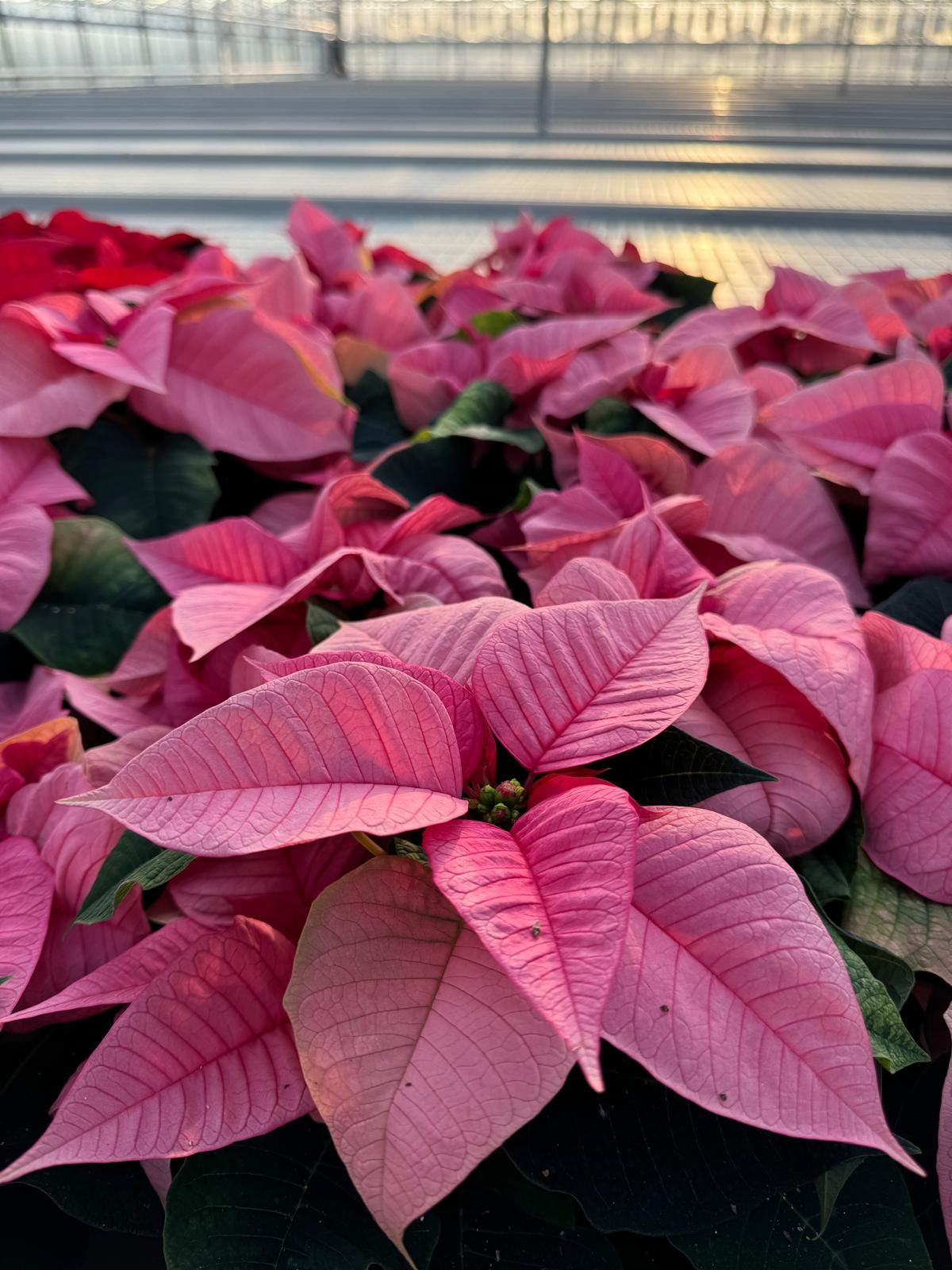 7 picks from Lazzeri's Poinsettias - by Mr Plant Geek