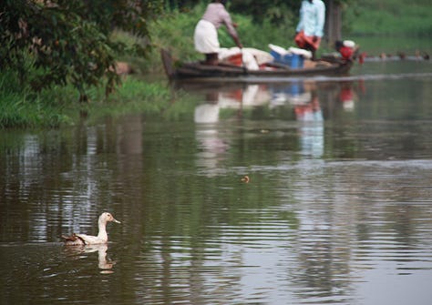 Six images: grey sky and brown water, with trees reflected as if in a mirror; grey sky and brown water with a red-roofed house and palm trees, also reflected as if in a mirror, purple swamphen among water hyacinth, man in a yellow shirt in a canoe, collecting litter, a duck with a canoe in the background and people fishing, a yellow boat reflected in the water