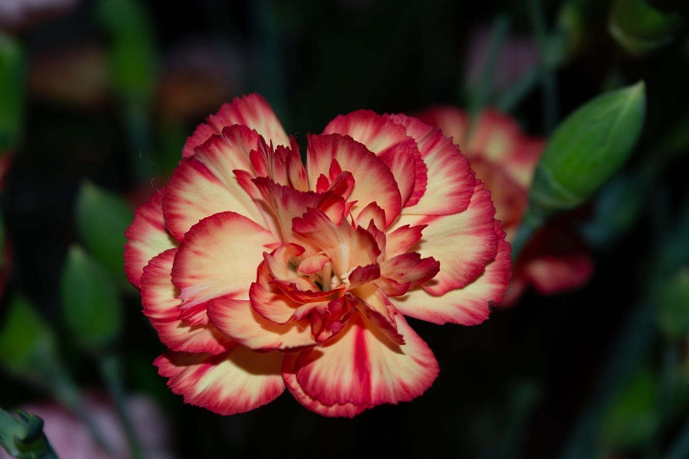 Close up image of a flower