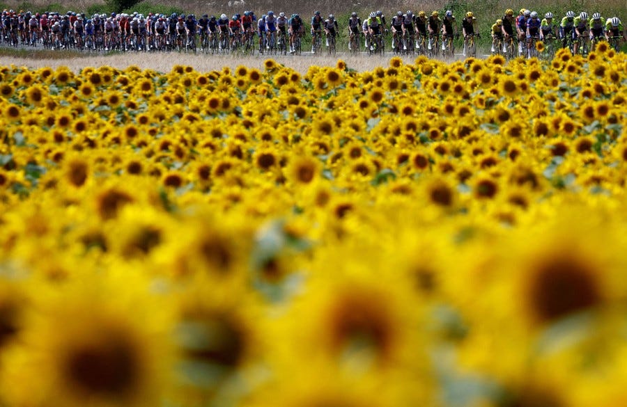 Cyclists race on a rural road past a field of sunflowers.