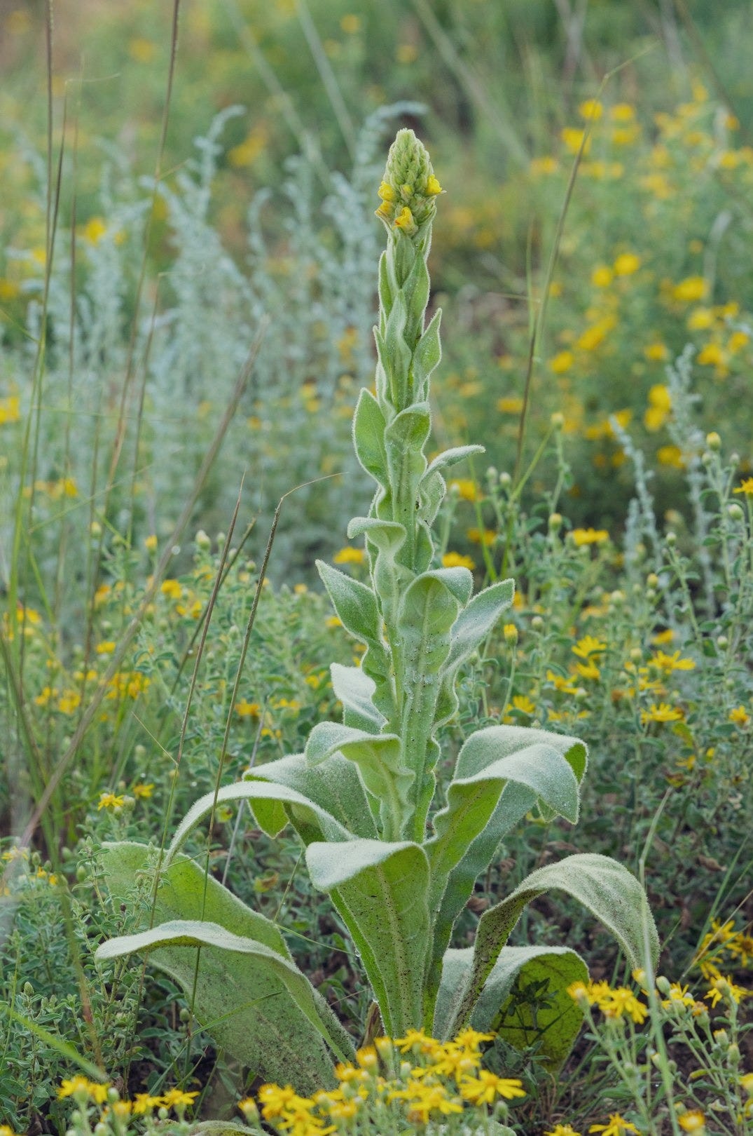 A green plant with yellow flowers in a field A green plant with yellow flowers in a field