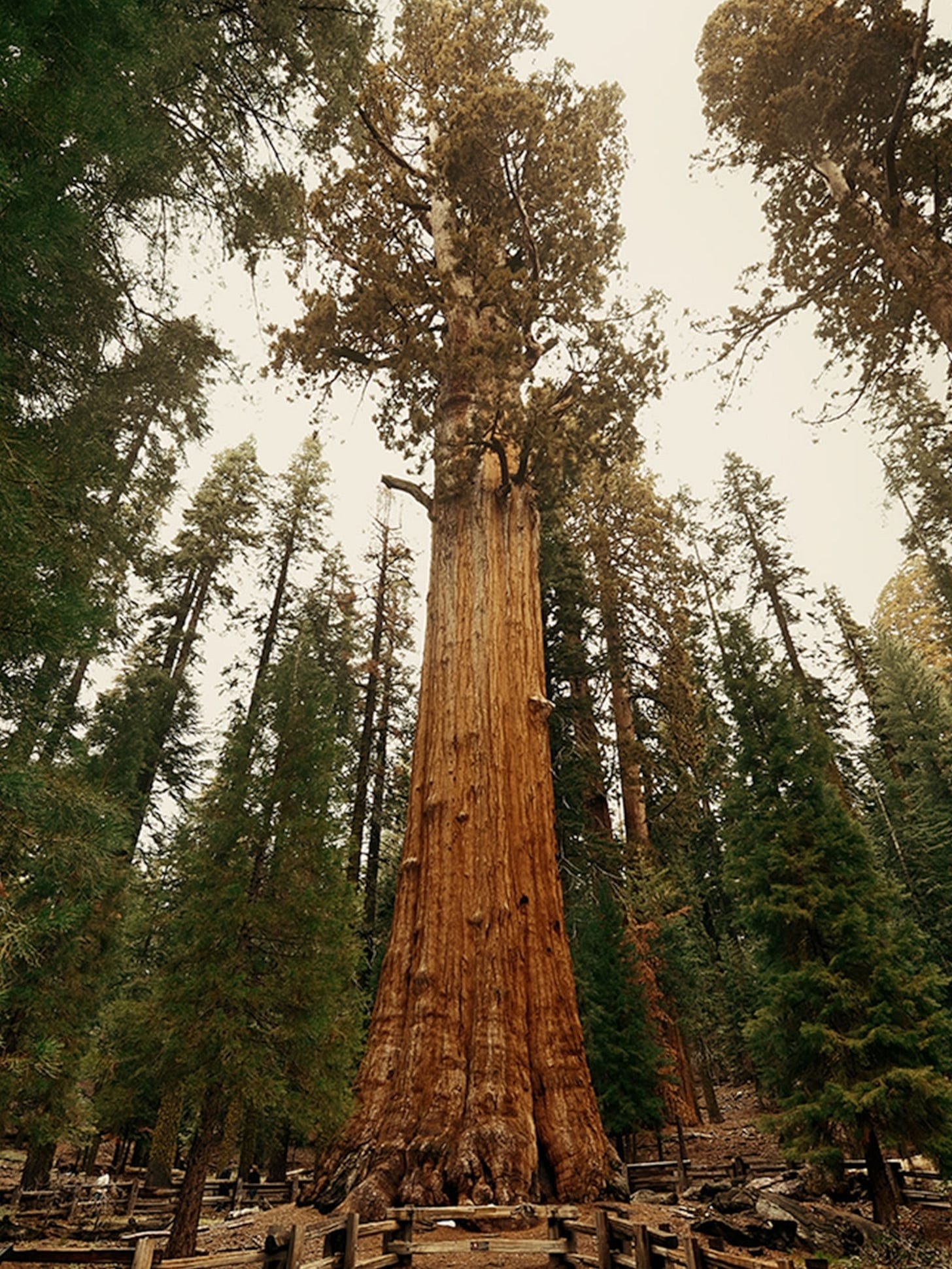 7 U.S. National Parks With the Most Incredible Trees