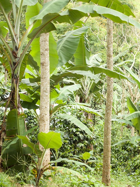Coffee growing in Nicaragua