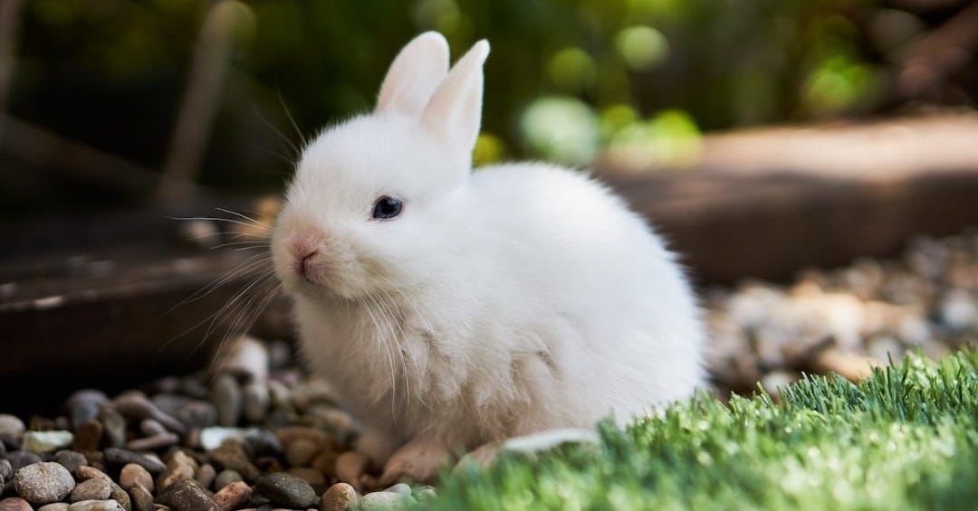 white rabbit on green grass