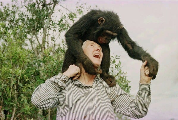 Jane Goodall joue avec Bahati, une femelle chimpanzé de 3 ans, au sanctuaire de Sweetwaters, près de Nanyuki, au nord de Nairobi, le 6 décembre 1997. (AP Photo/Jean-Marc Bouju, Archives)