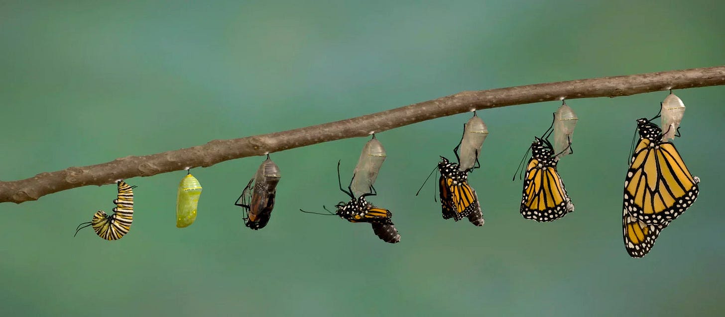 The Mysterious World of Insect Metamorphosis - Insect Lore