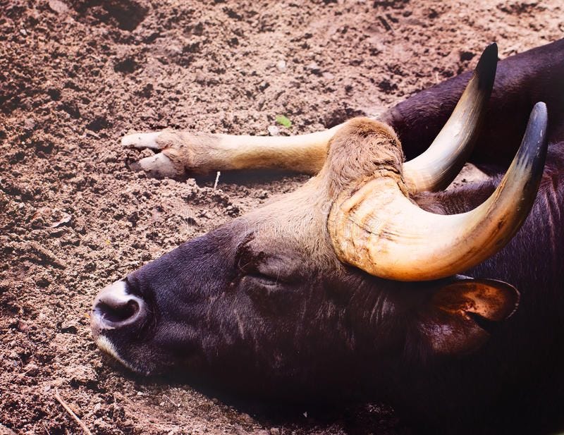 Sleeping Bull with Horns stock photo. Image of horn, giant - 2601628