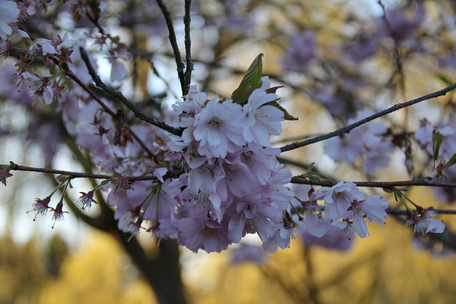 Blossoms in the spring, coming after the tree has survived the harshness of winter. A close up photo of cherry blossoms on a tree in a park. Blossoms in the spring, coming after the tree has survived the harshness of winter. A close up photo of cherry blossoms on a tree in a park.
