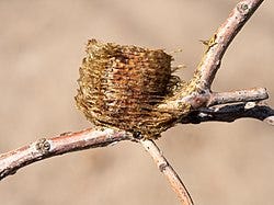 Ootheca - Wikipedia