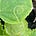The Baltimore Green Seed Project