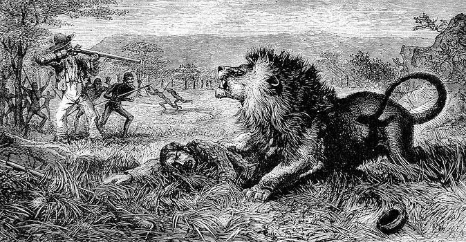 David Livingstone, Lion, Photographic Prints, Moose Art, Photo Frame ...