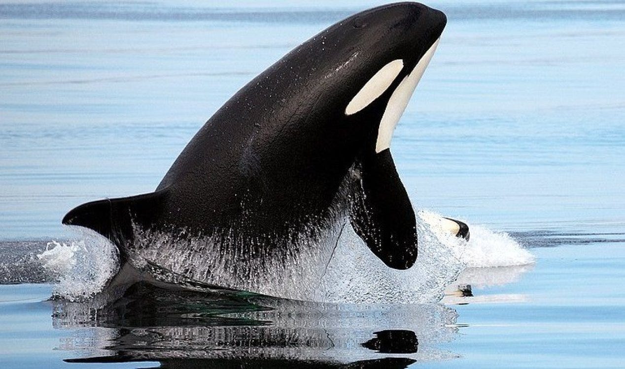 Cientistas têm uma explicação para os ataques de orcas aos barcos nas águas ao largo da Espanha e Portugal.