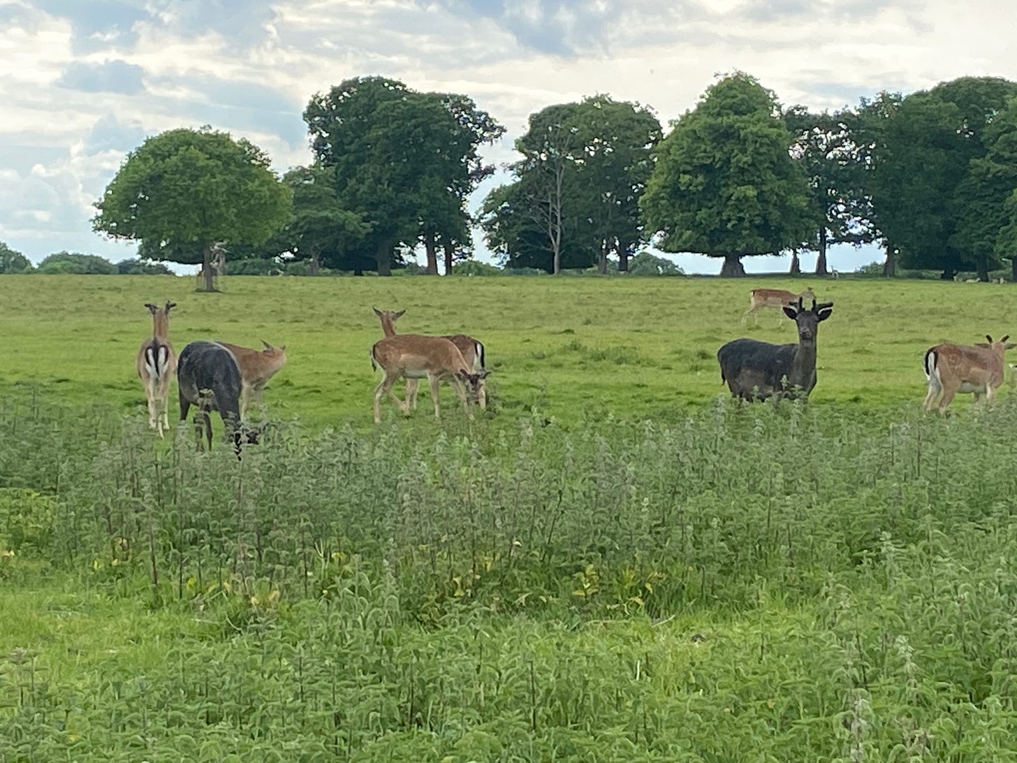 herds of deer roaming freely on the estate grounds of Gunton Arms