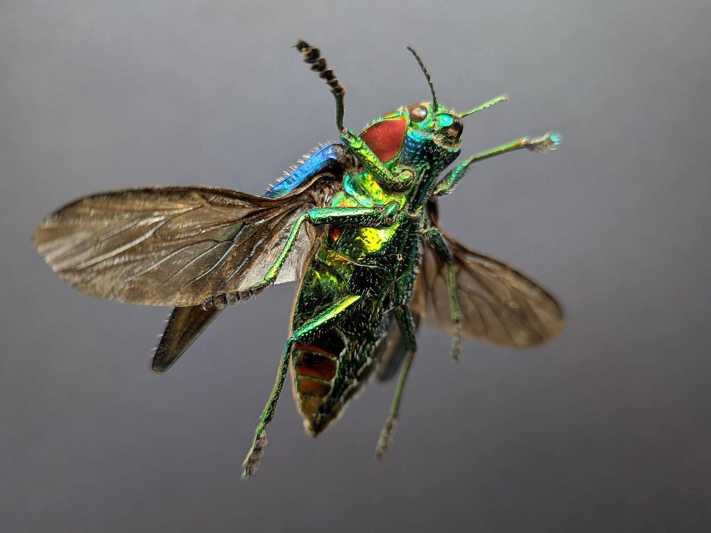 A picture of a multicoloured beetle, in the pose of flight