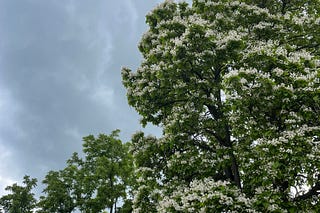 This Grasshopper | Maggie Lloydhauser | Substack